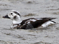 Long-tailed Duck
